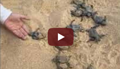 Turtle Beach – Hikkaduwa