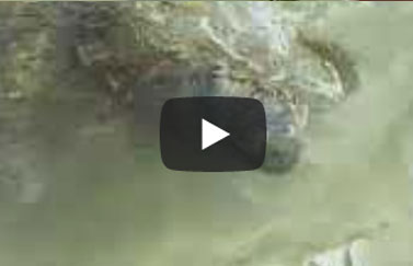 Video Turtle Beach Hikkaduwa